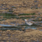 カメラ大好きおやじの野鳥と自然風景フォトアルバム