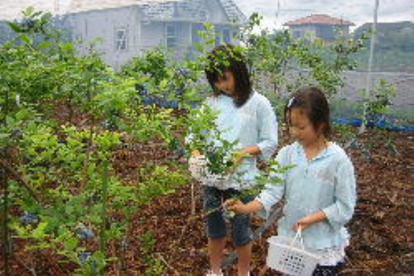 全国のオススメ ブルーベリー狩り案内所 ブルーベリー狩り