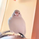 飼い主のおでこを踏み台にする文鳥