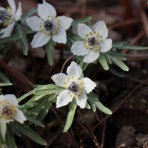 ふらっと　つれづれ帳（旧　ふらっと山へ）