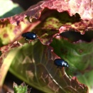 定番！　コガタルリハムシ