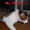 猫に小判を与えたら。 埋蔵金：千九百拾弐両　そしてぇ・・・またぁ・・・。