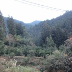 有機無農薬栽培茶　国友農園