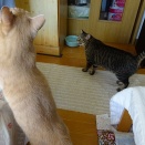 猫兄妹まっしぐら