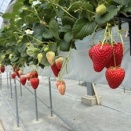 東松山農林公園のいちご狩りとイチゴパフェ