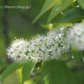 溜池の花