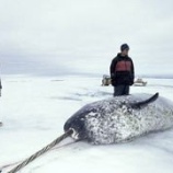 『イヌイットの食事ですべてが分かる』の画像
