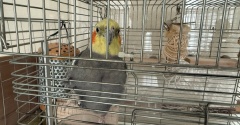 【オカメインコの保温いつまで？】春の気温差対策とヒーター撤去・掃除のタイミング