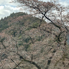 飛騨かなやまの桜　開花状況 2026