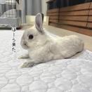 うさぎのルリ(1/2追記)