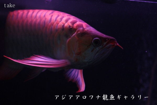 ｐｈ降下の為 サンゴを使う 私は ｎｏ アジアアロワナ龍魚ギャラリー ブログ編