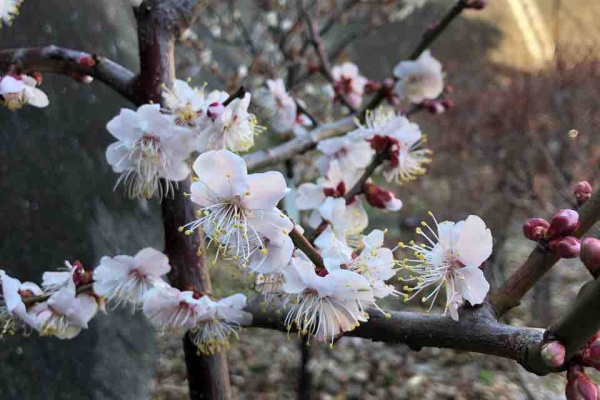 でぶねこ農園 ベランダで育てるおいしい果樹 豊後梅