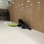 神奈川県 ワンラブ LICOPA川崎店のスタッフブログ