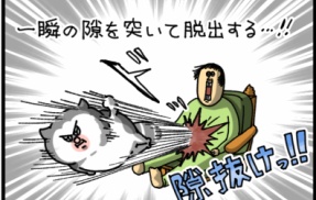 うちの猫の必殺技3選