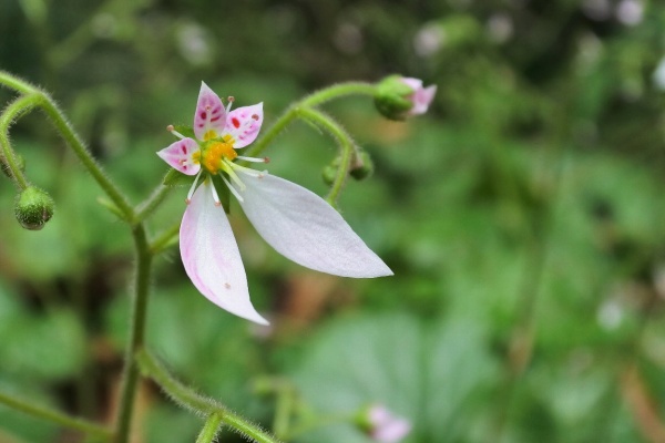 漱石枕流 ユキノシタ科