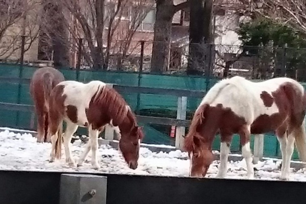 東京都内でポニーを発見 馬々とりんごの日々