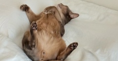 ニャザラシ？わか坊