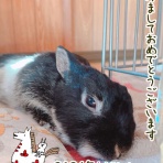 はじめてのうさぎ