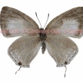 ヒメシロシジミ♀ (台湾) Leucantigius atayalicus atayalicus
