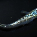 メダカの人気種を追え！（The Hunt for the Black Diamond）