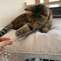 我が家の破壊王たち