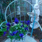 ブルーガーデンと花育て