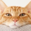 【画像】脱走したネッコ、友達を連れてくる