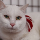 『【里親募集中】日本猫のマル』の画像