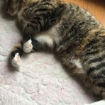 にゃんこ速報～修羅場・キチママ・生活まとめ～