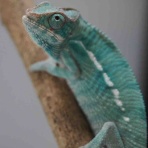 COLORS