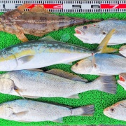 2025年12月7日　釣果