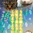 七夕に願いを（魂の叫びの3枚）