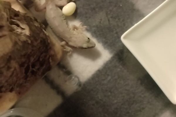 やもりんいもりん