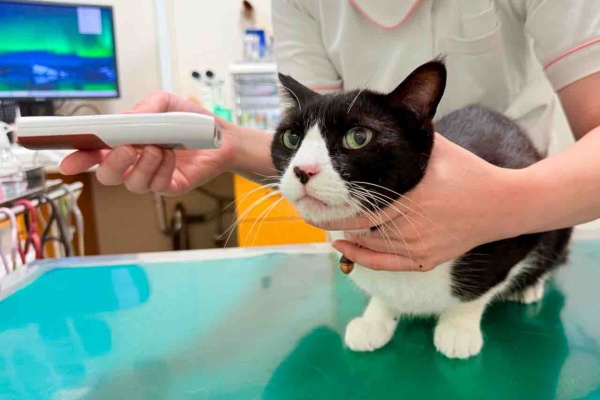 Kabuchanさんおまとめ4点 Chiikawa×MLB TOKYO SERIES Acrylic Keychain ⑨ Kabutomushi