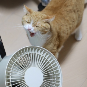 風がうれしい猫。