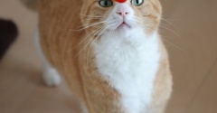 さくらんぼと猫ら。