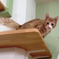 猫紹介★ミオリネ