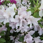 フランチャイズ地獄からの脱出  藤原義塾からの報告書