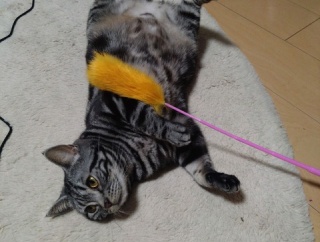 実物のﾈｺﾁｬﾝたちセカンド193