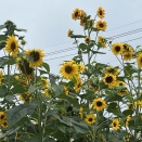 皇室典範改正について思うこと