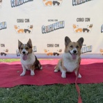 リティ＆クリンシのカリフォルニア生活