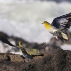 『投稿：BORG107FLによるアオバト5態　2022/08/27』の画像