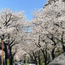 「リンボウ先生　老いてのたのしみ」（林望）～令和徒然紀行～