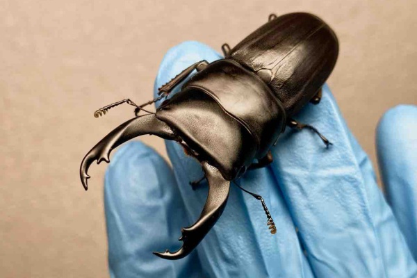 黒虫農場 - 飼育記