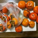 鮎ルアー 釣れている