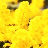 『宝島（6200回記念）（13）＆ひまわり（5700回記念）（17）』の画像