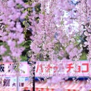 令和8(2026)年4月29日 今日のさくら