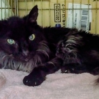 公園のネコたち