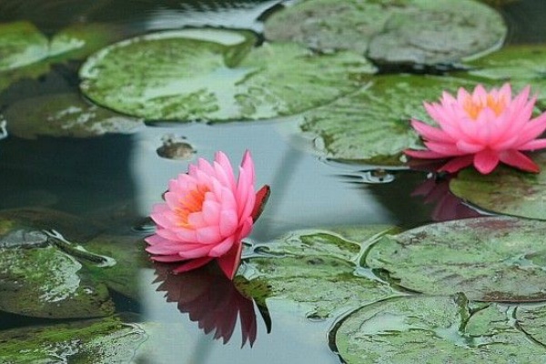 花屋のひとり言 Flower Amp Green はなよし知立店 仏様の花