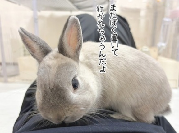 うさぎのルリ(10/6追記)